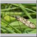 Limnophila punctata - Stelzmuecke 03.jpg